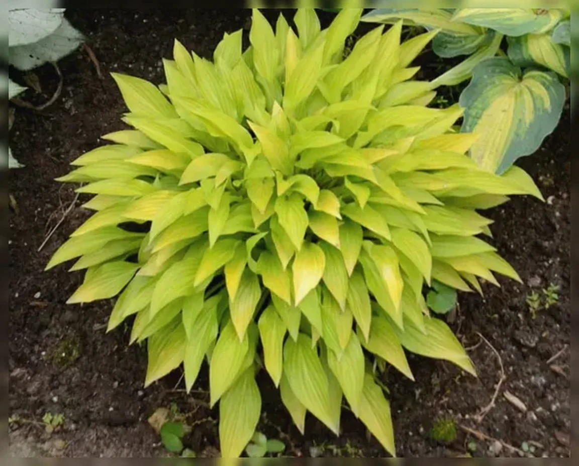 Хоста Манчкін Фаєр / Hosta Munchkin Fire