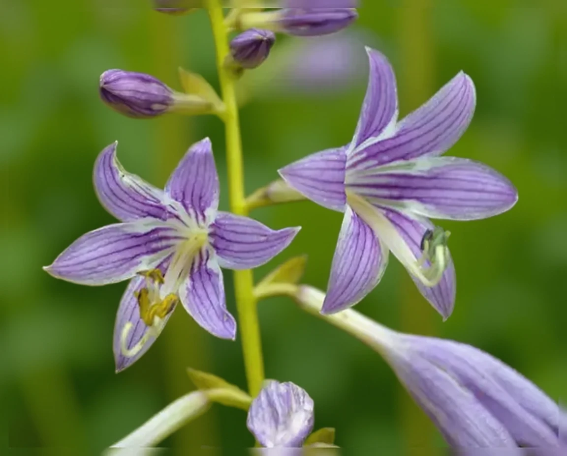 Хоста Манчкін Фаєр