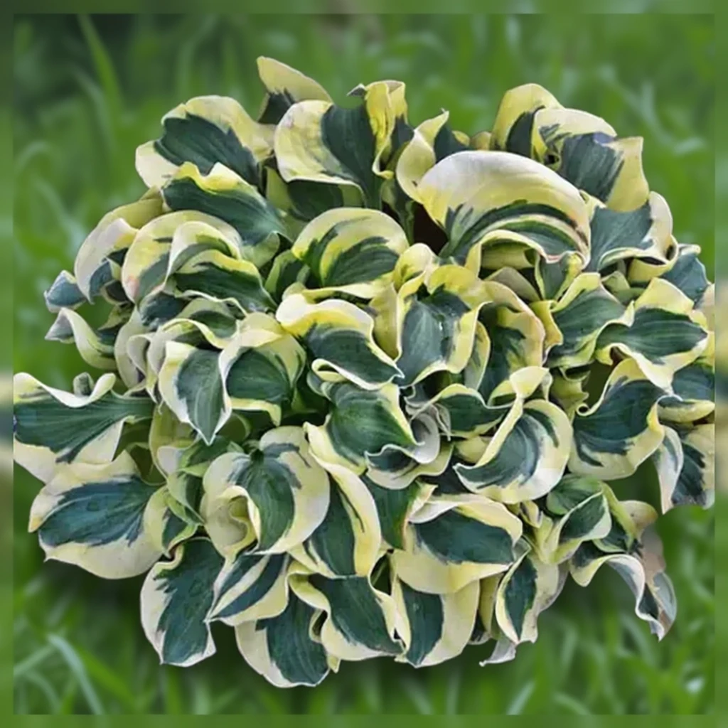 Хоста Міні Скірт / Hosta Mini Skirt