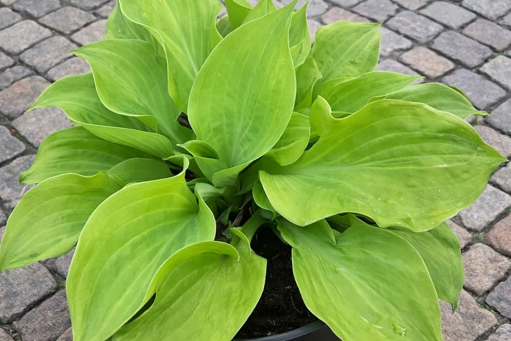 Хоста Ненсі