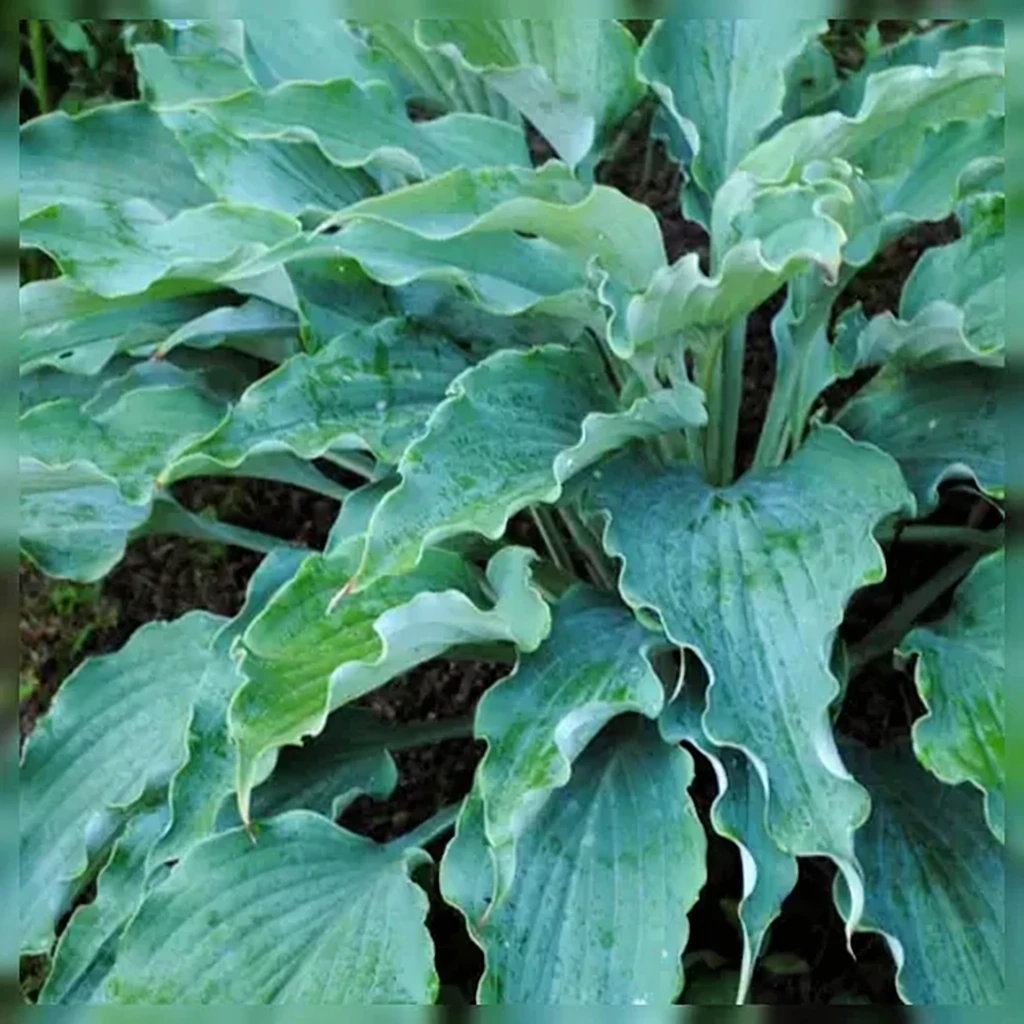 Хоста Нептун / Hosta Neptune