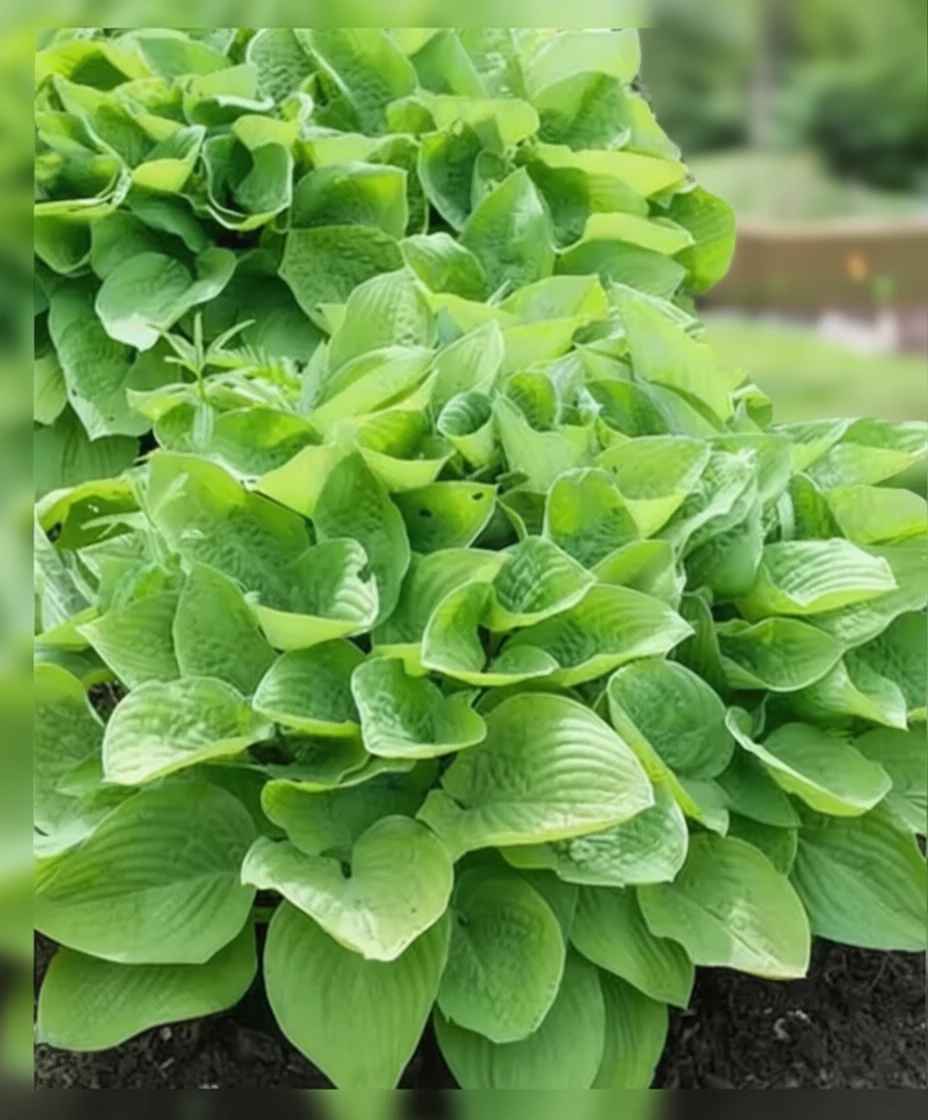 Хоста Огаст Мун / Hosta August Moon
