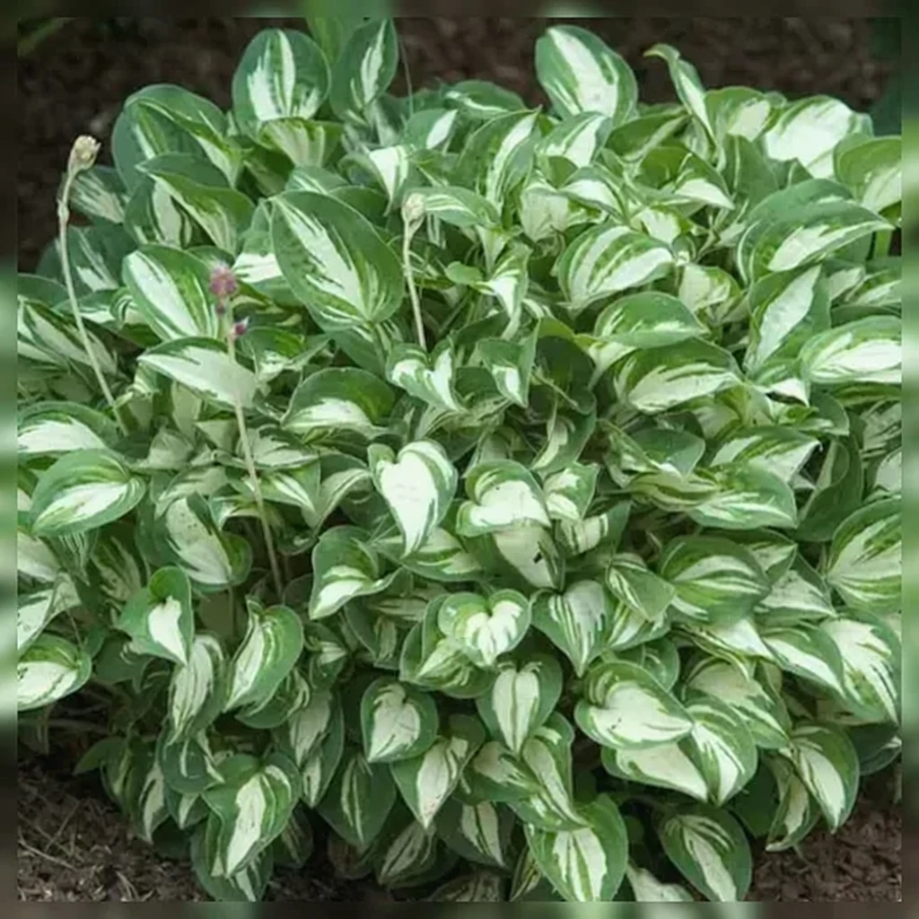 Хоста Пандора Бокс / Hosta Pandora’s Box