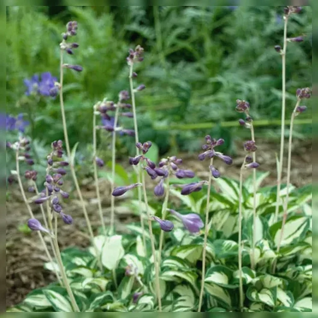 Хоста Пандора Бокс