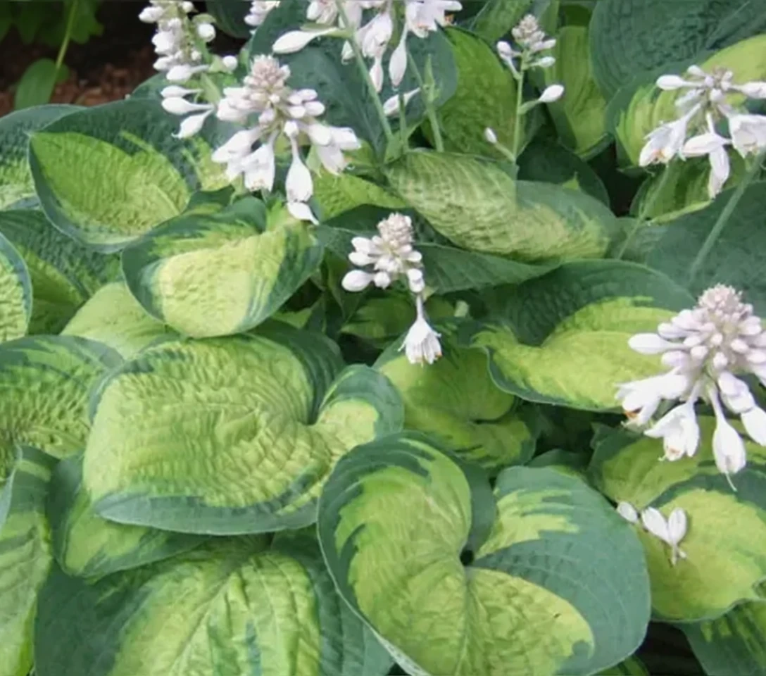 Хоста Парадигм / Hosta Paradigm