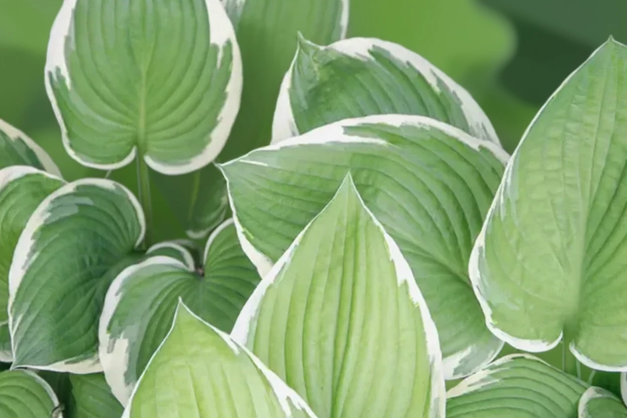 Хоста Патріот / Hosta Patriot