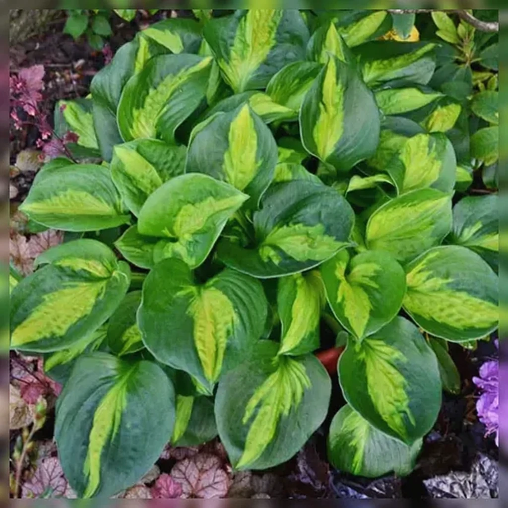 Хоста Покетфул оф Саншайн / Hosta Pocketful of Sunshine