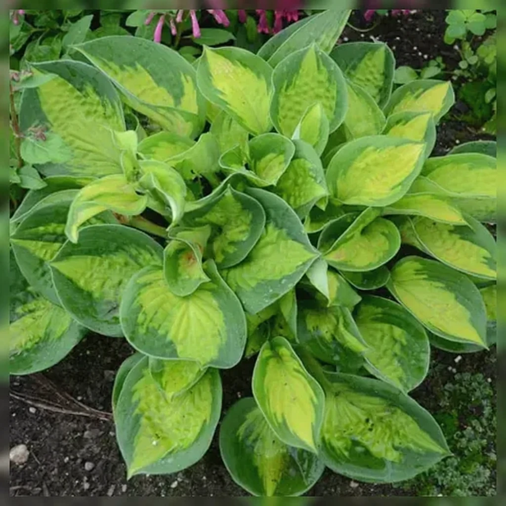 Хоста Покетфул оф Саншайн