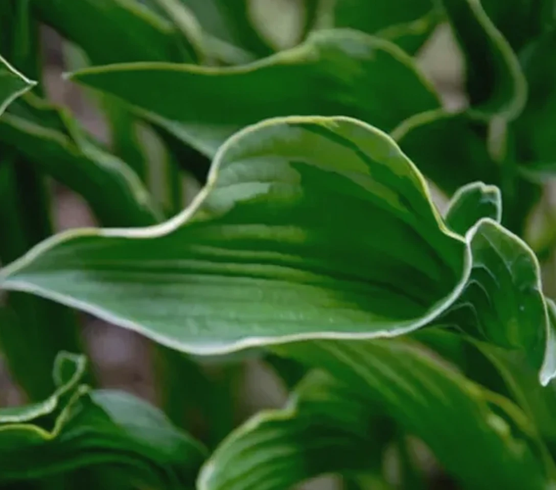 Хоста Преїнг Хендс / Hosta Praying Hands