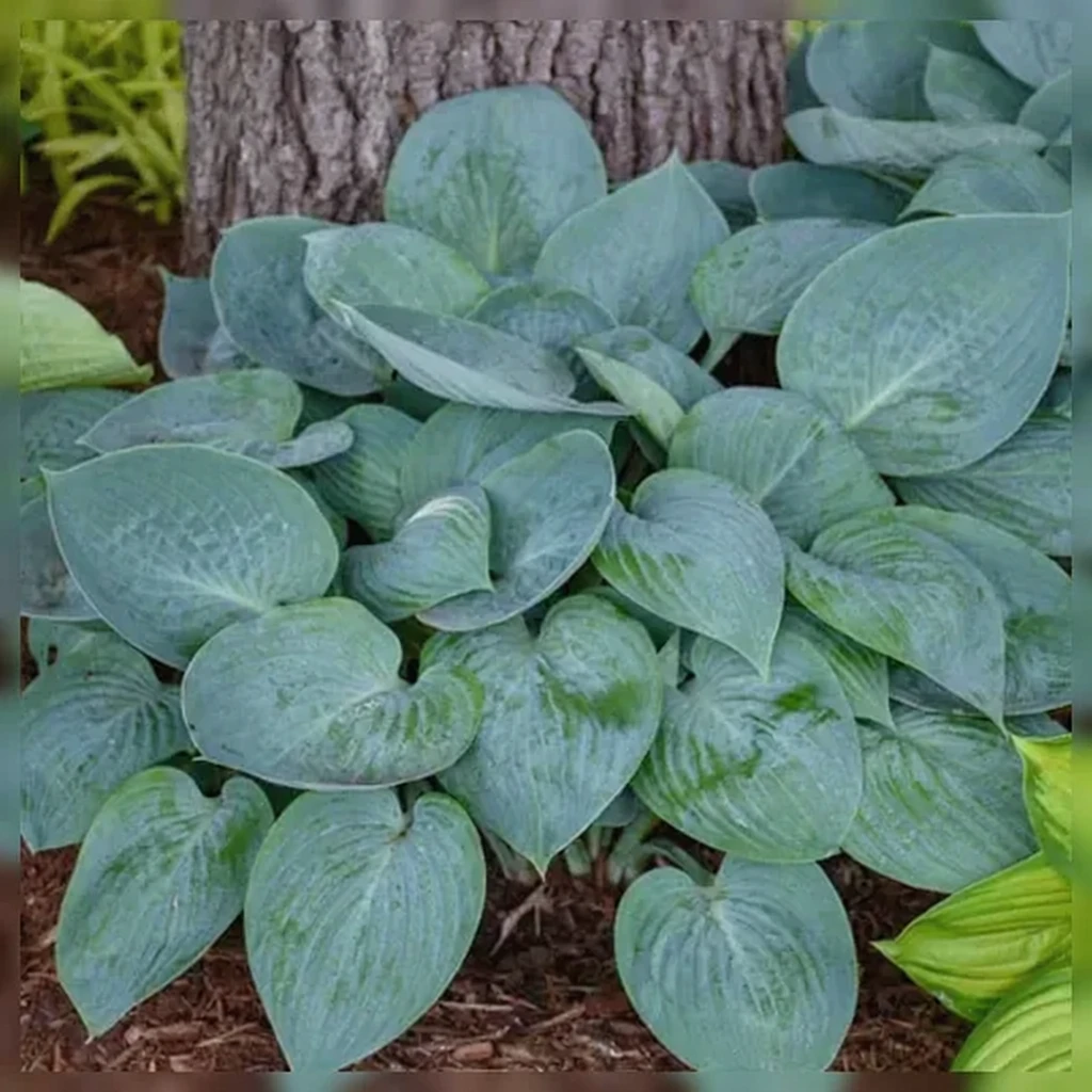Хоста Прері Скай / Hosta Prairie Sky