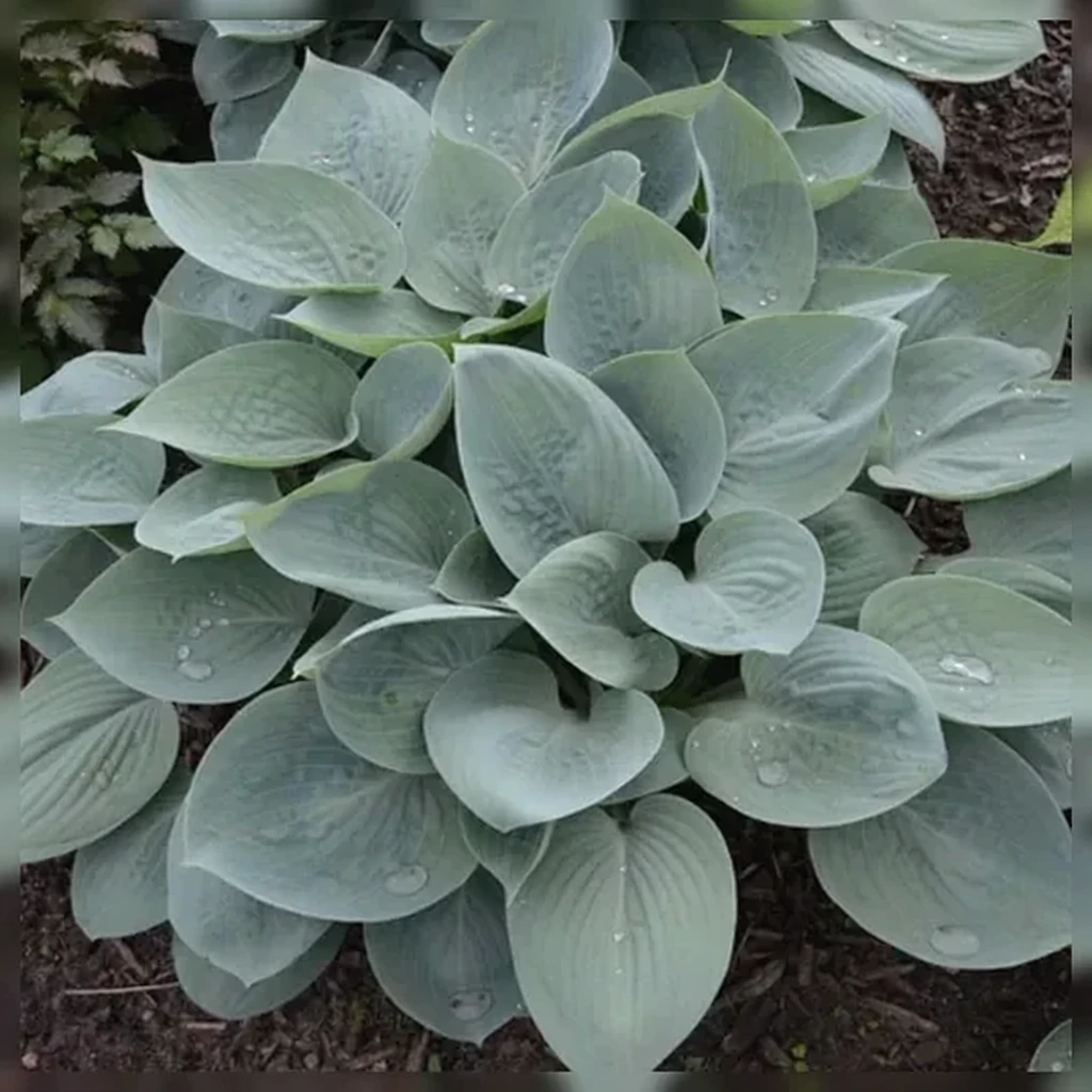 Хоста Прері Скай