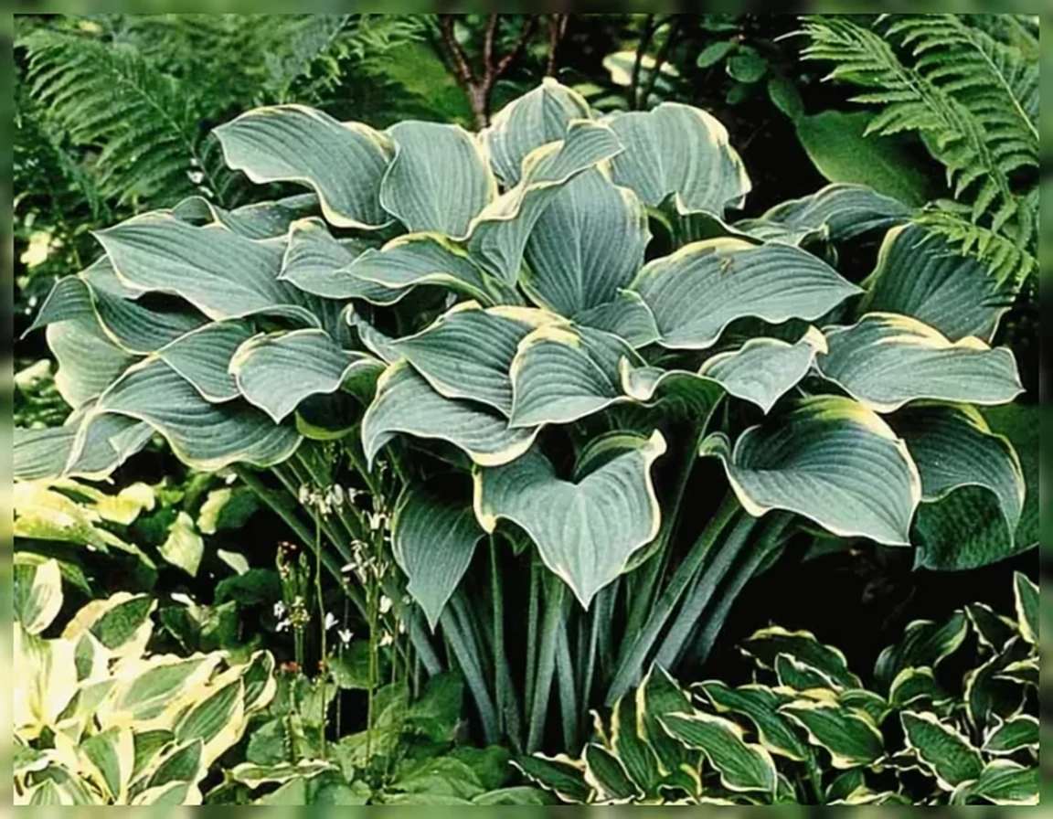 Хоста Регал Сплендор / Hosta Regal Splendor