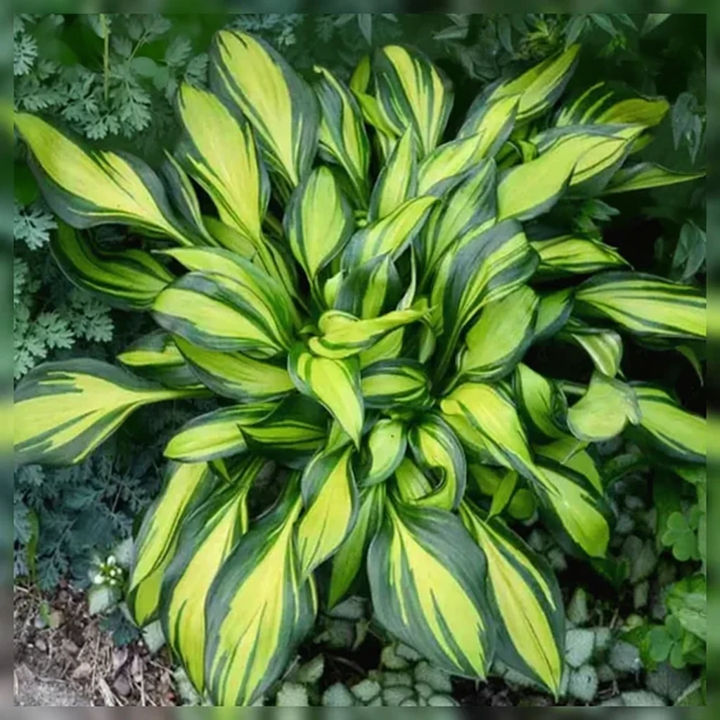 Хоста Рейнбовс Енд / Hosta Rainbows End