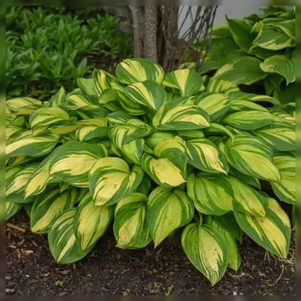 Хоста Рейнбовс Енд