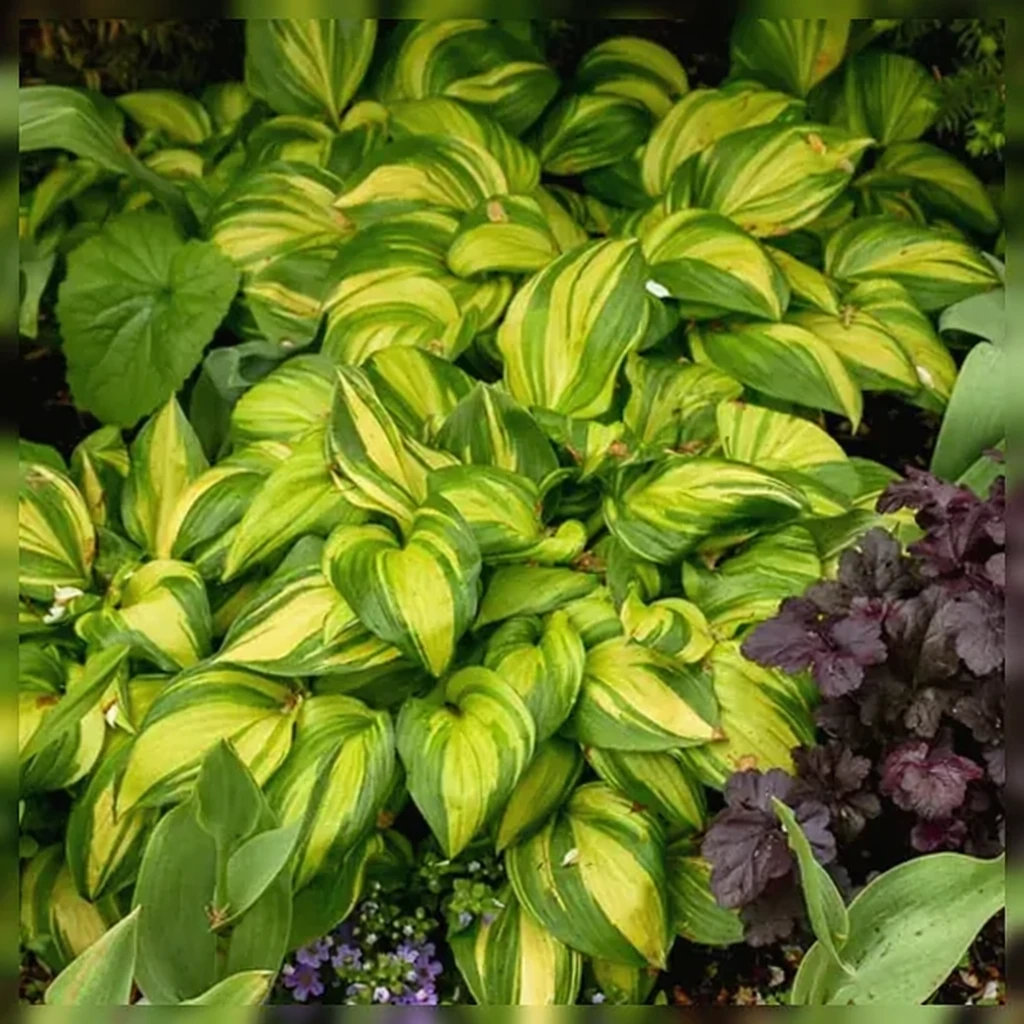 Хоста Рейнбовс Енд