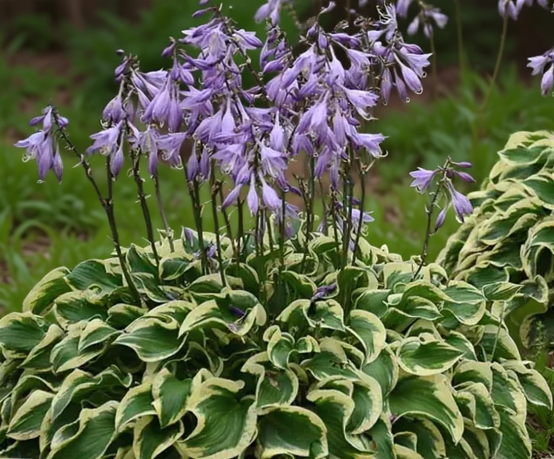 Хоста Рінкл ін Тайм / Hosta Wrinkle in Time