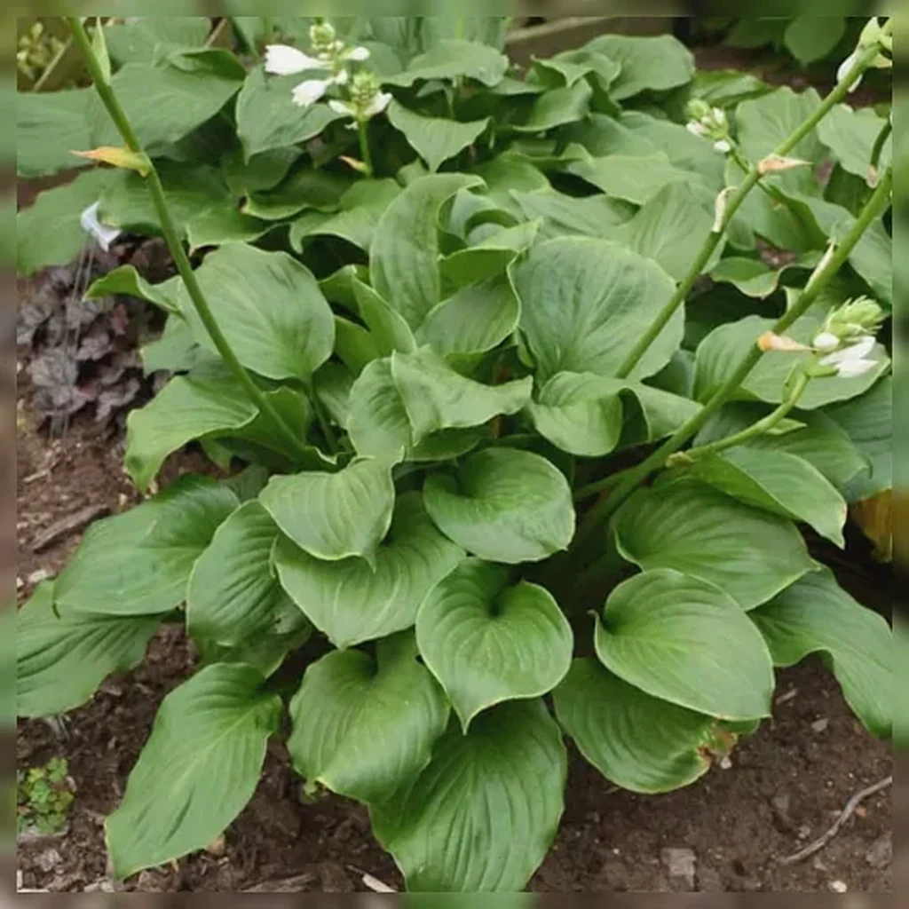 Хоста Роял Крест / Hosta Royal Crest