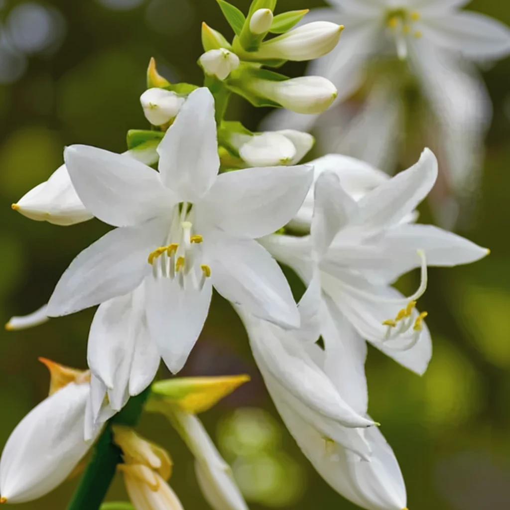 Хоста Роял Крест