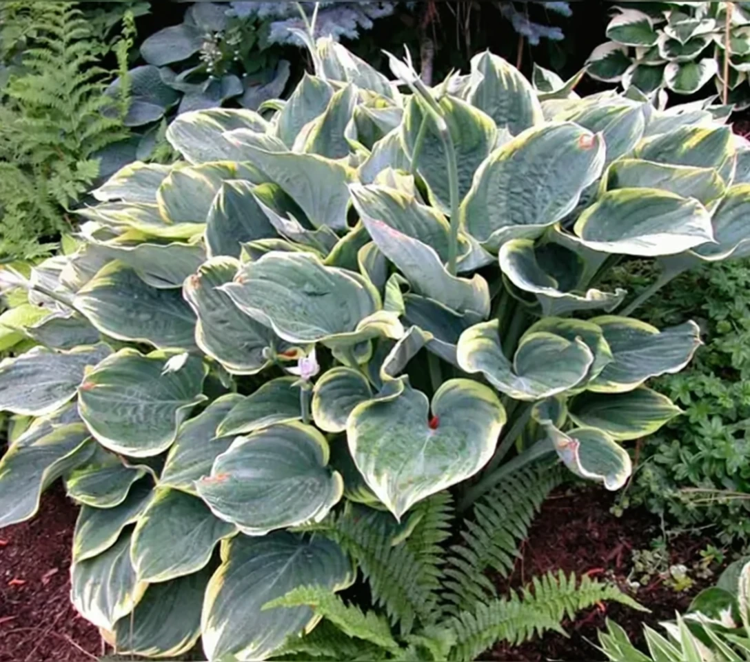 Хоста Сагае / Hosta Sagae