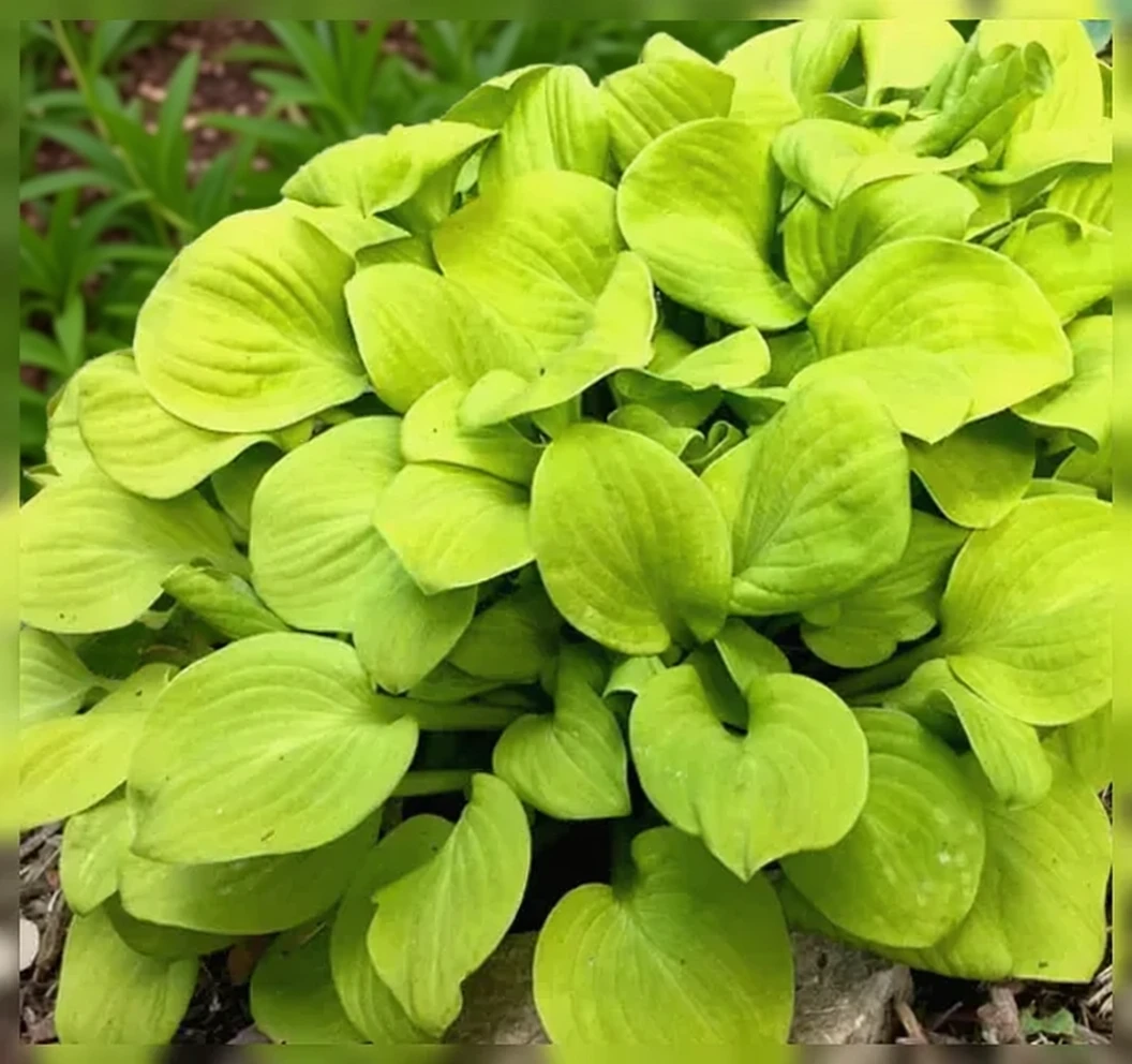 Хоста Сан Маус / Hosta Sun Mouse