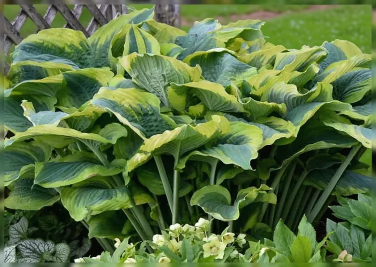 Хоста Седюсер / Hosta Seducer