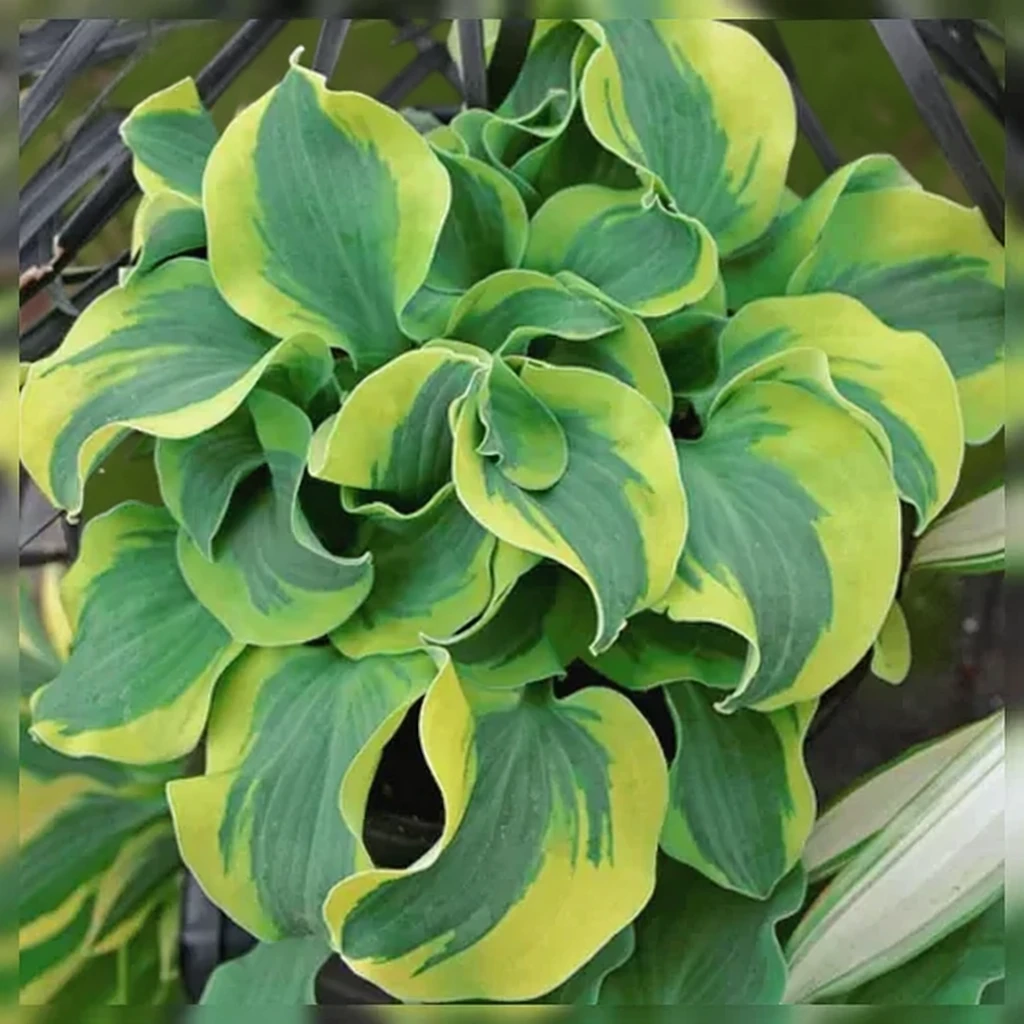 Хоста Скул Маус / Hosta School Mouse