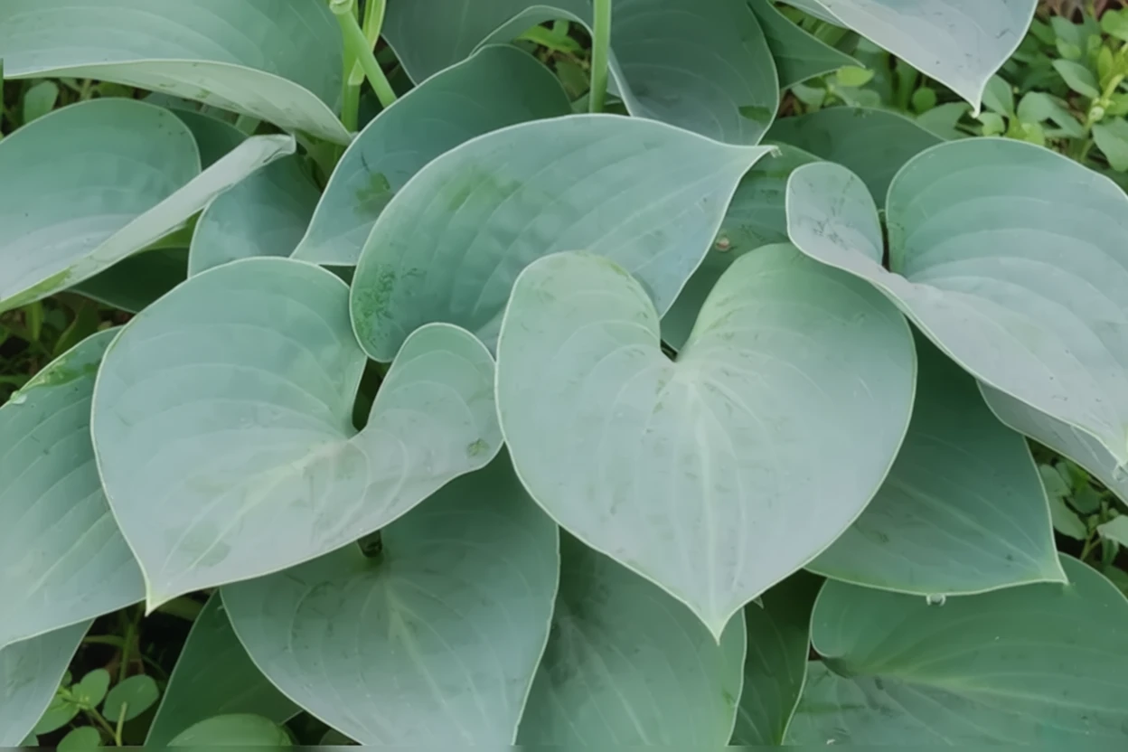 Хоста Тардіана Блу Мун / Hosta Blue Moon
