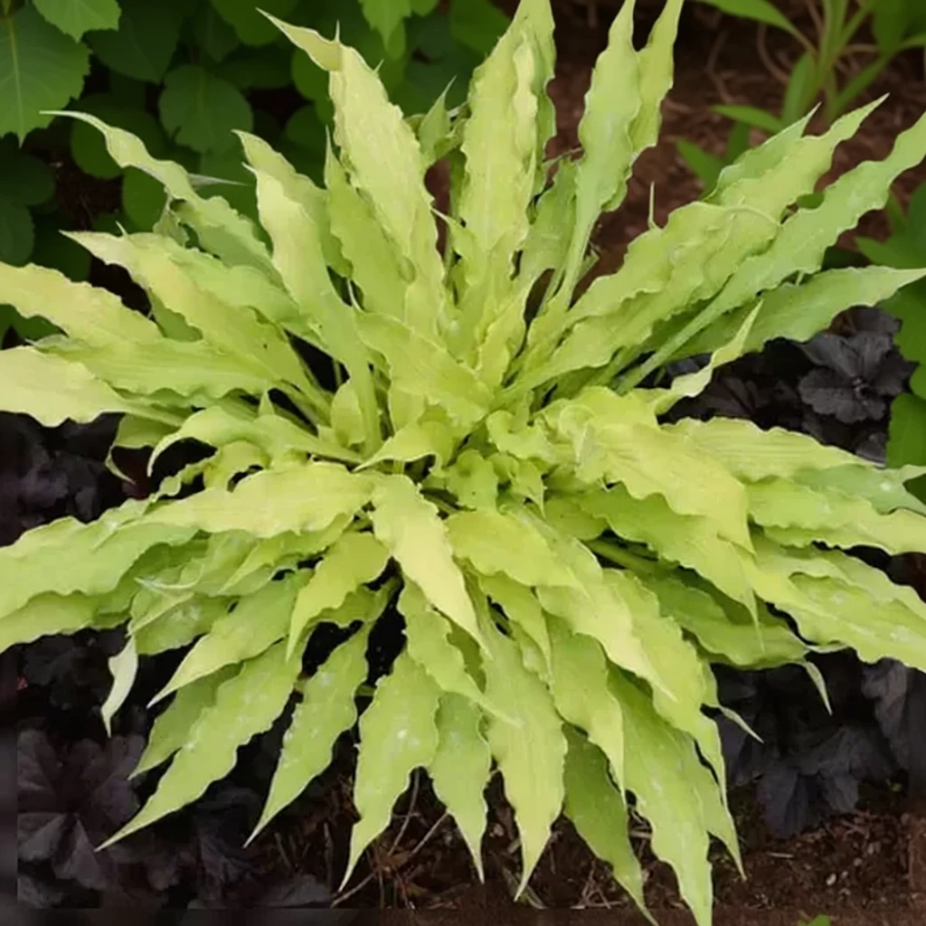 Хоста Вігглс енд Сквіглс / Hosta Wiggles and Squiggles