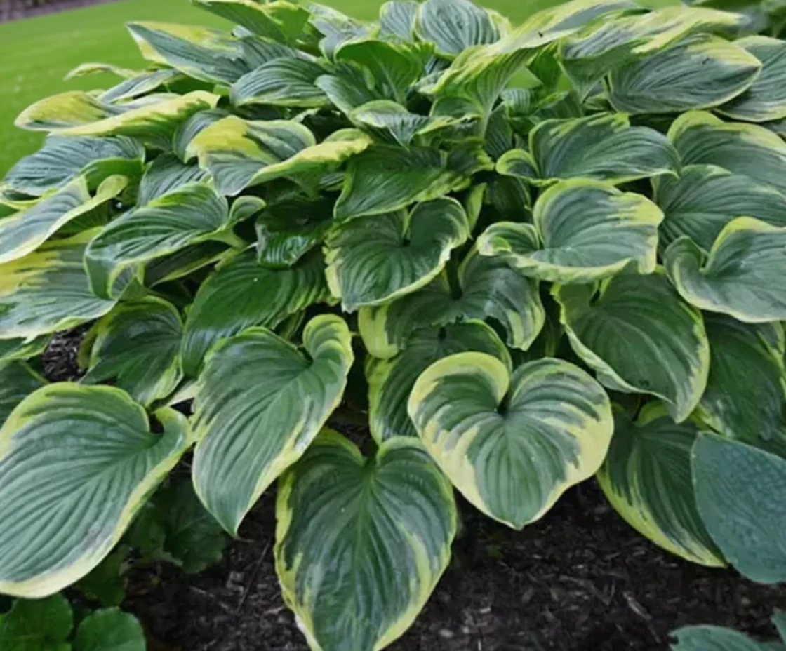 Хоста Вікторі / Hosta Victory
