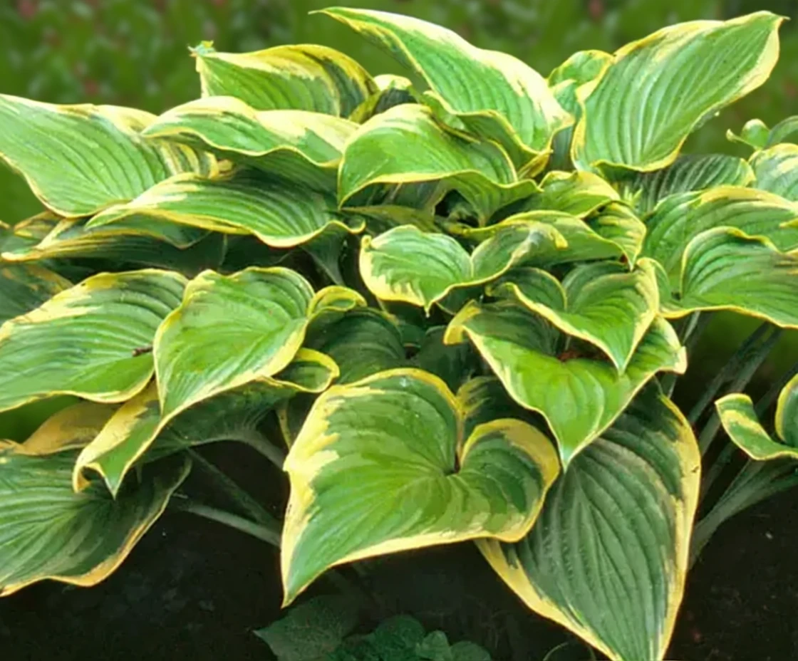 Хоста Вікторі