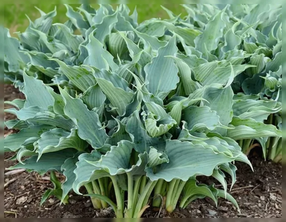 Хоста Вотерслайд