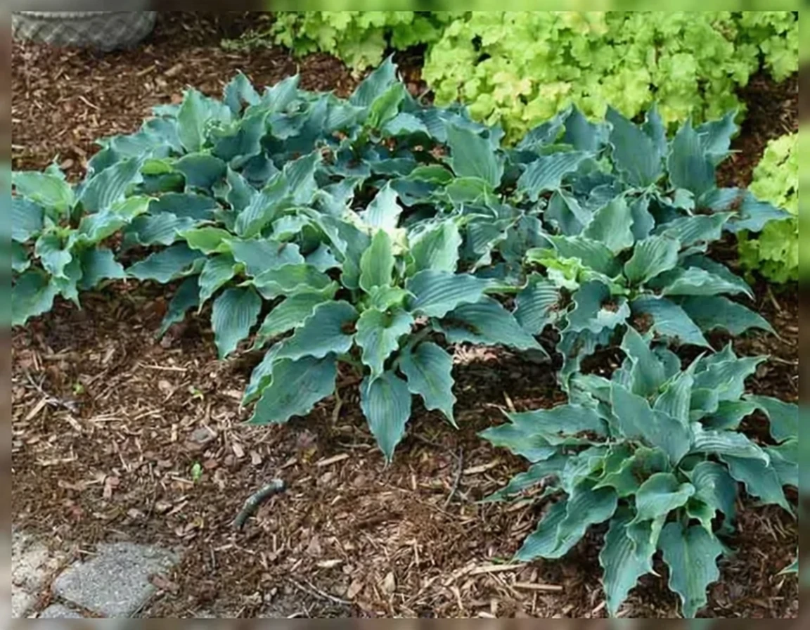 Хоста Вотерслайд