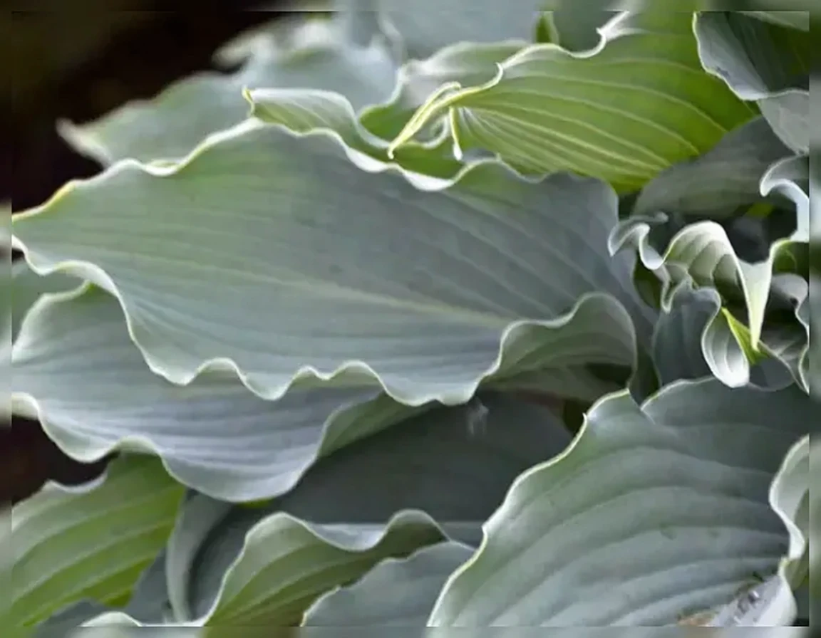 Хоста Вотерслайд