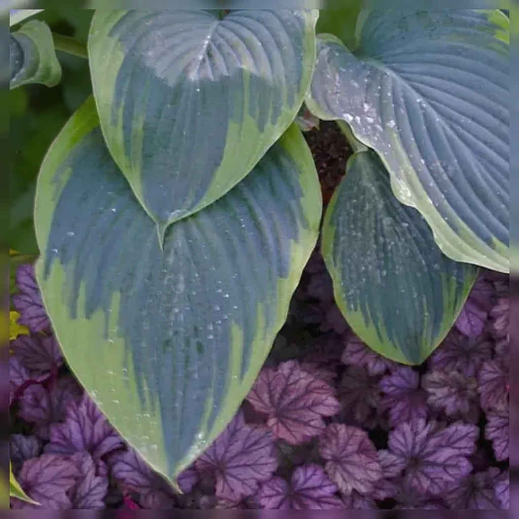 Хоста Ву-Ла-Ла