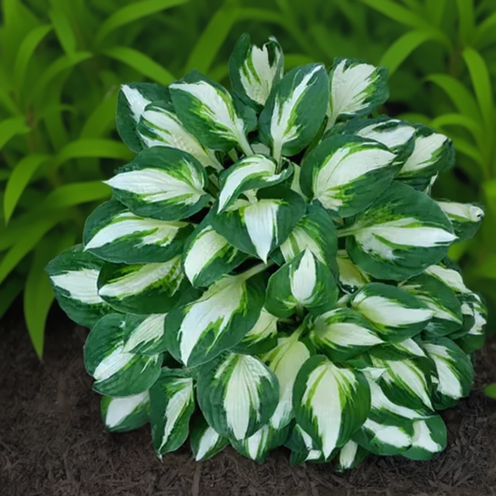 Хоста Вулкан