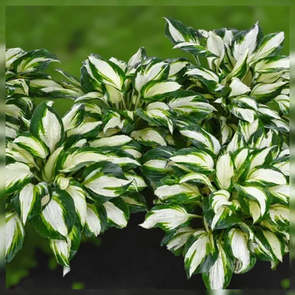 Хоста Вулкан