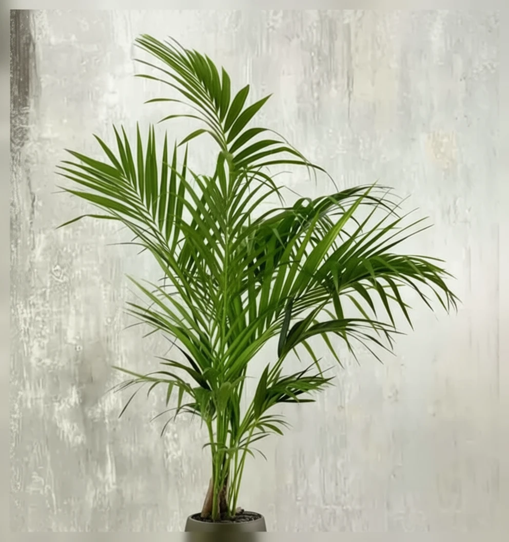 Ховея Форстера / Howea forsteriana