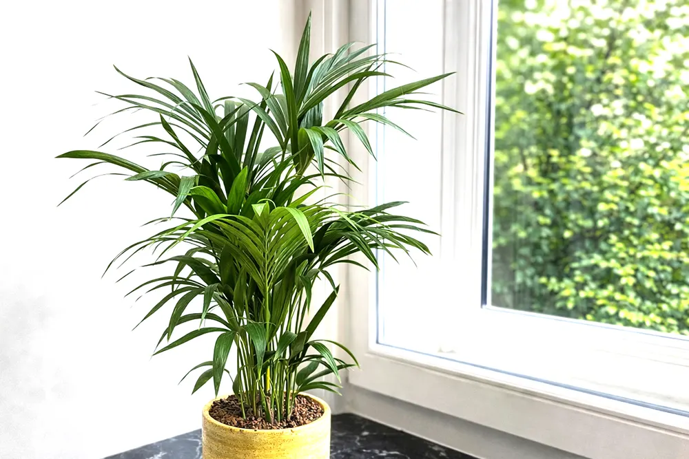 Ховея Кентія / Howea Belmoreana