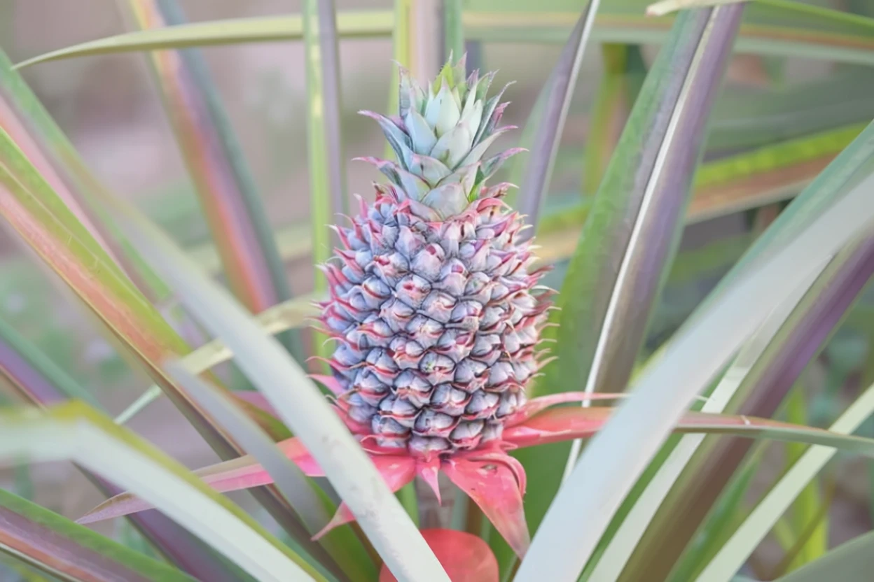 Кімнатний ананас