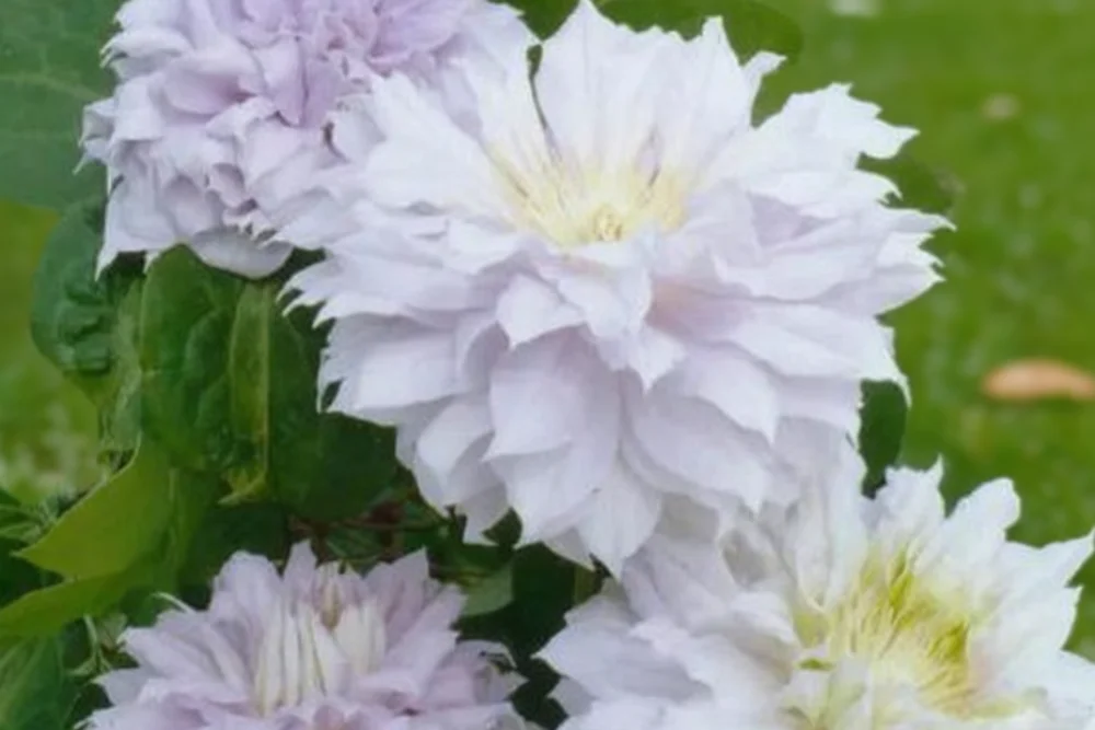 Клематіс Белль оф Вокінг / Clematis Belle of Woking