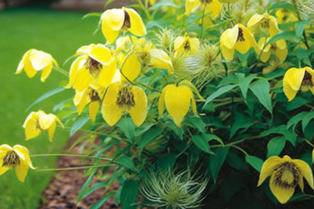 Клематіс Білл Маккензі / Clematis Bill MacKenzie