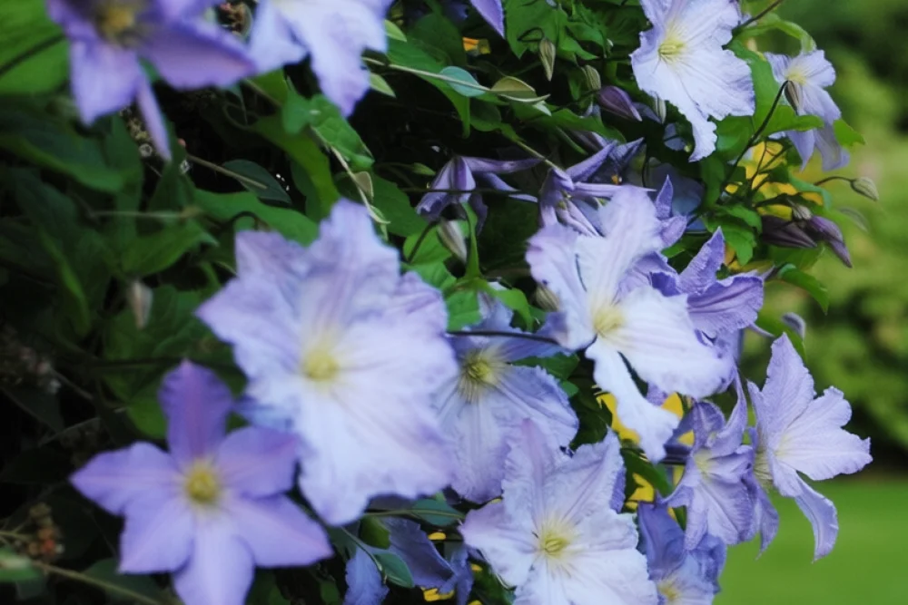 Клематіс Блю Енжел / Clematis Blue Angel