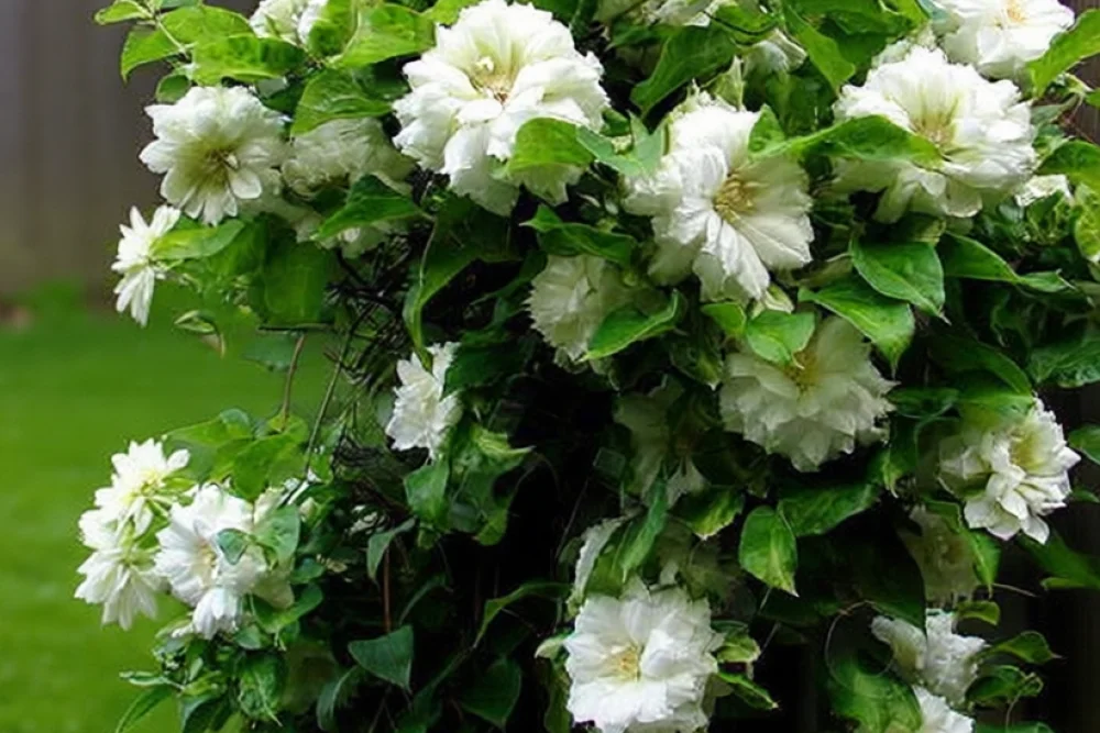 Клематіс Дачес оф Едінбург / Clematis Duchess of Edinburgh