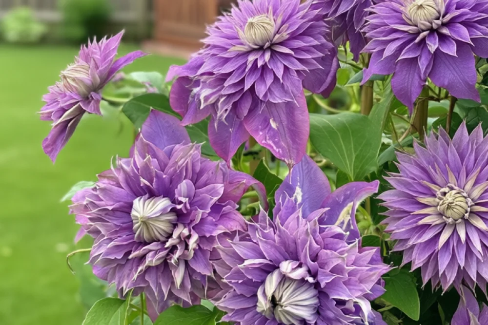 Клематіс Діамантіна / Clematis Diamantina