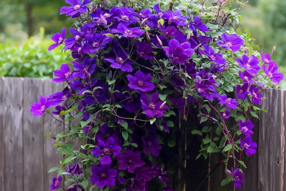 Клематіс Джипсі Квін / Clematis Gipsy Queen