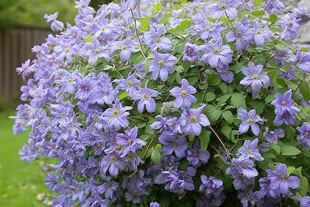 Клематіс Емілія Плятер / Clematis Emilia Plater