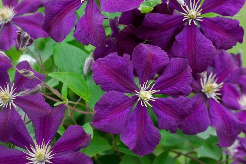 Клематіс Етуаль Віолетт / Clematis Etoile Violette