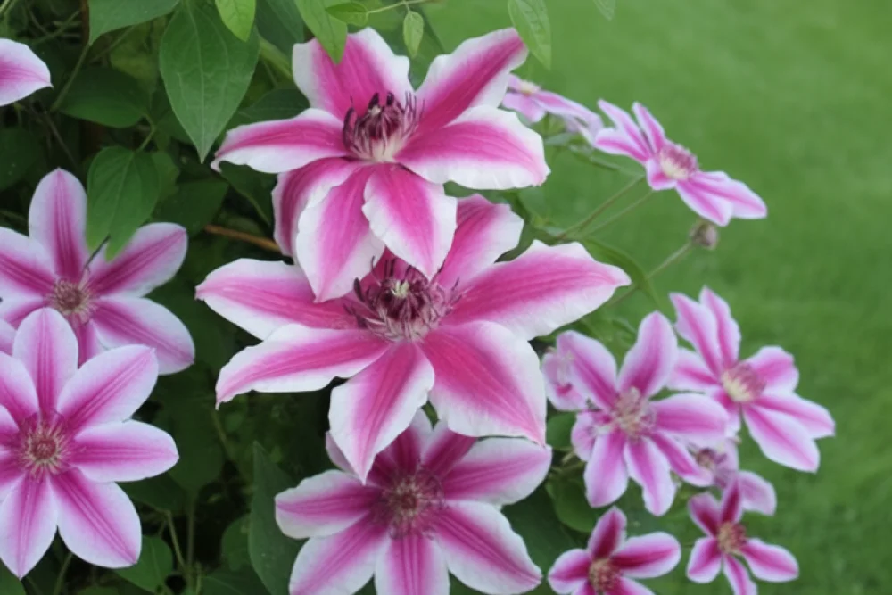 Клематіс Карнабі / Clematis Carnaby