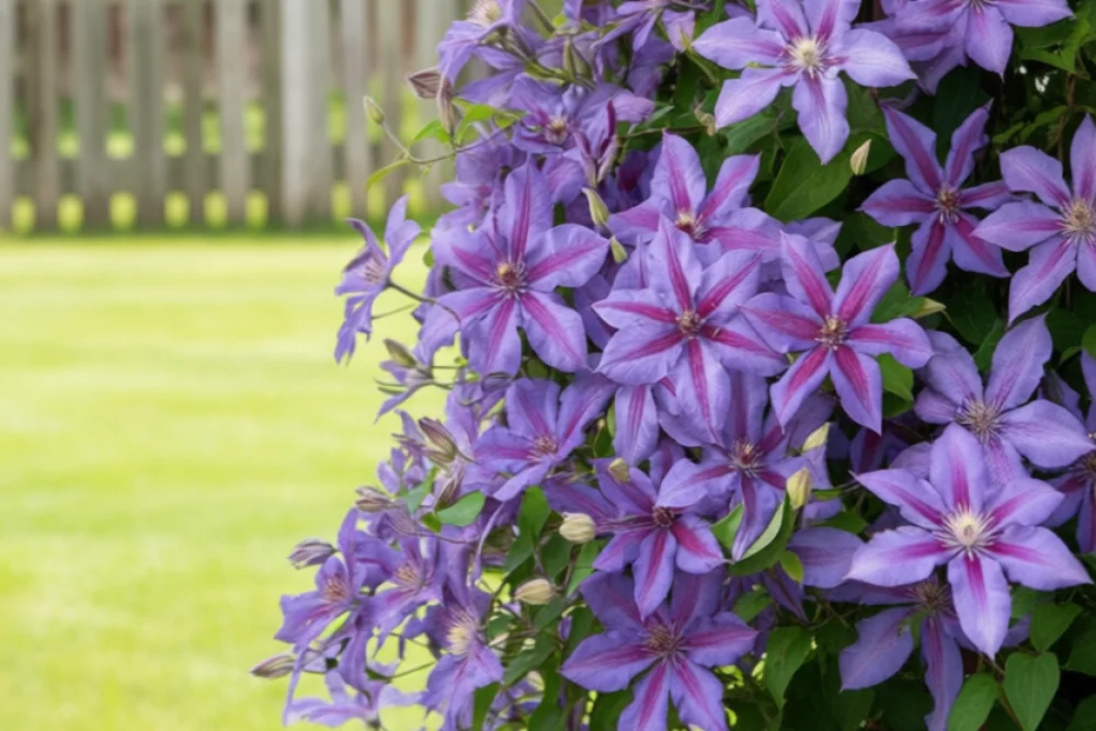 Клематіс Місіс Н. Томпсон / Clematis Mrs. N. Thompson