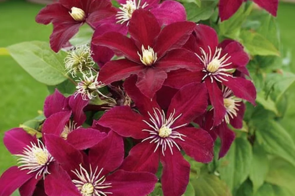 Клематіс Ніобе / Clematis Niobe